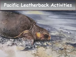 P acific Leatherback Activities