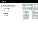The Fascinating World of Body Tissues and Membranes - slide 1