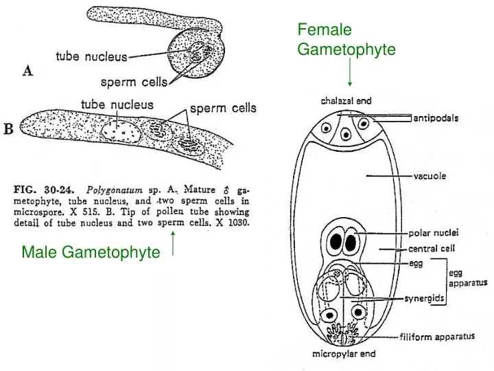 female gametophyte