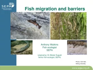 Fish migration and barriers