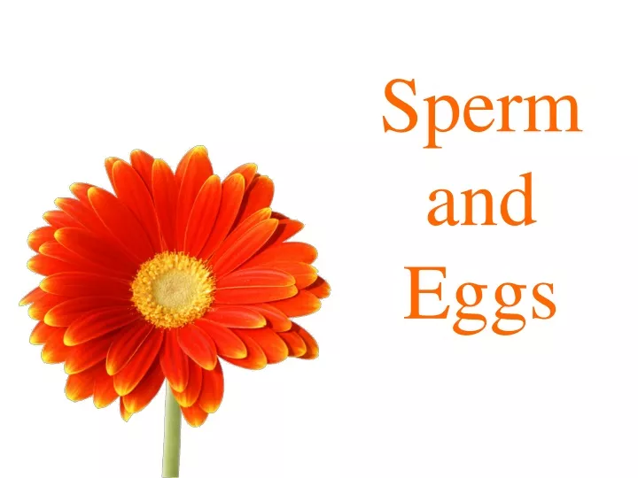 sperm and eggs