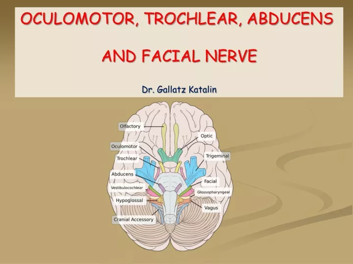 oculomotor trochlear abducens and facial nerve