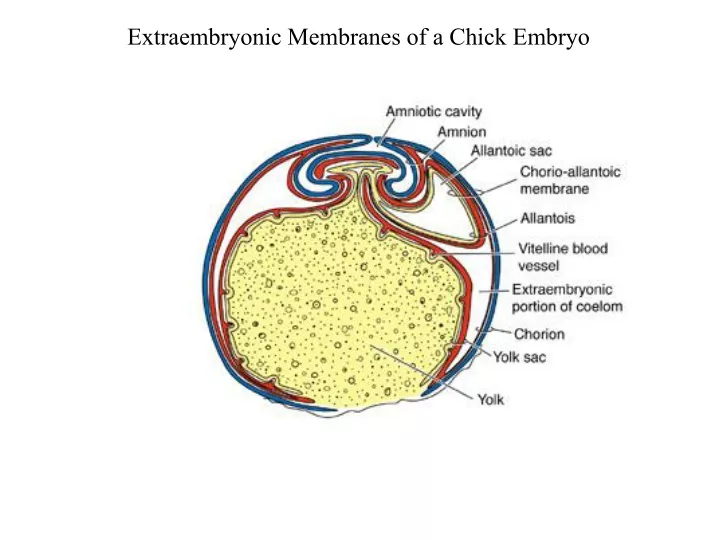 extraembryonic membranes of a chick embryo