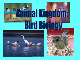 Animal Kingdom:   Bird Biology