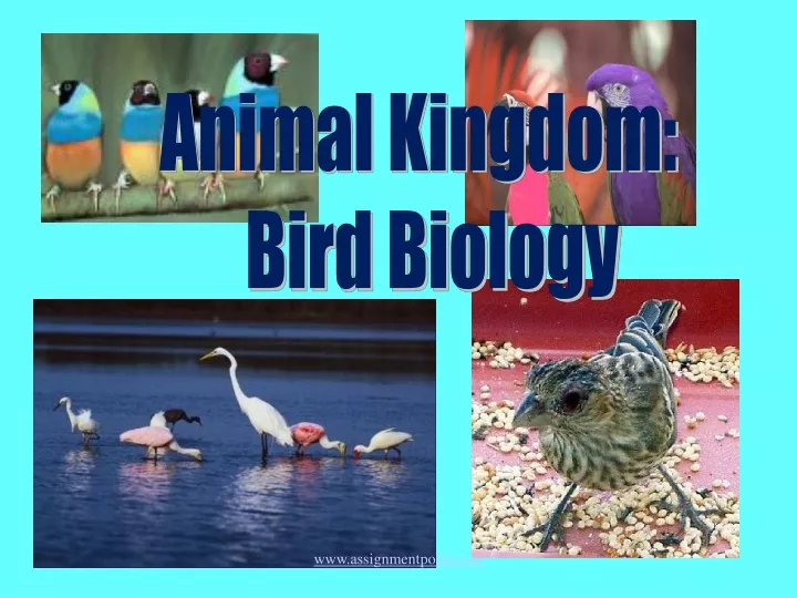 animal kingdom bird biology