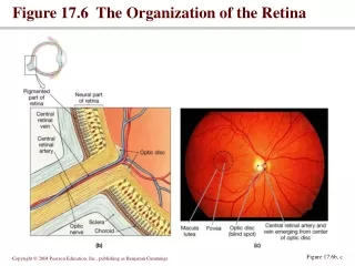 Figure 17.6  The Organization of the Retina