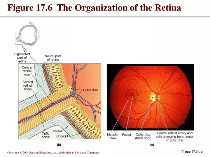 figure 17 6 the organization of the retina