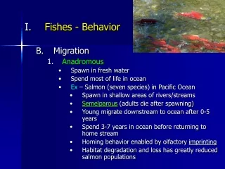 Fishes - Behavior Migration Anadromous Spawn in fresh water Spend most of life in ocean
