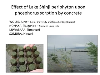 Effect of Lake Shinji periphyton upon phosphorus sorption by concrete