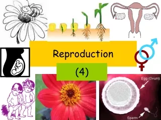 Reproduction