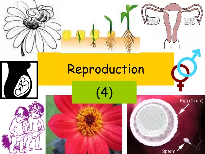 reproduction