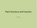 PPT - Plant Structure and Function PowerPoint Presentation, free ...