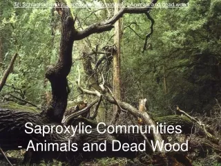 Saproxylic Communities  - Animals and Dead Wood