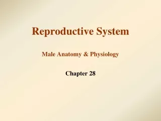 Reproductive System Male Anatomy &amp; Physiology