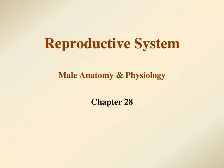 reproductive system male anatomy physiology