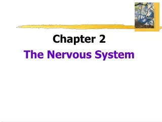 Chapter 2 The Nervous System