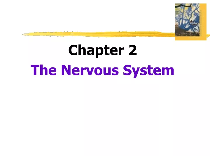 chapter 2 the nervous system