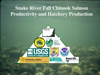 Snake River Fall Chinook Salmon Productivity and Hatchery Production