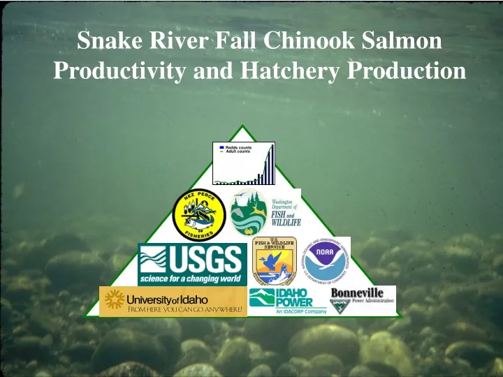 snake river fall chinook salmon productivity