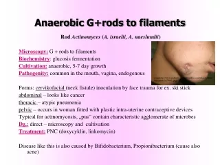 Anaerob ic G+rods to filaments