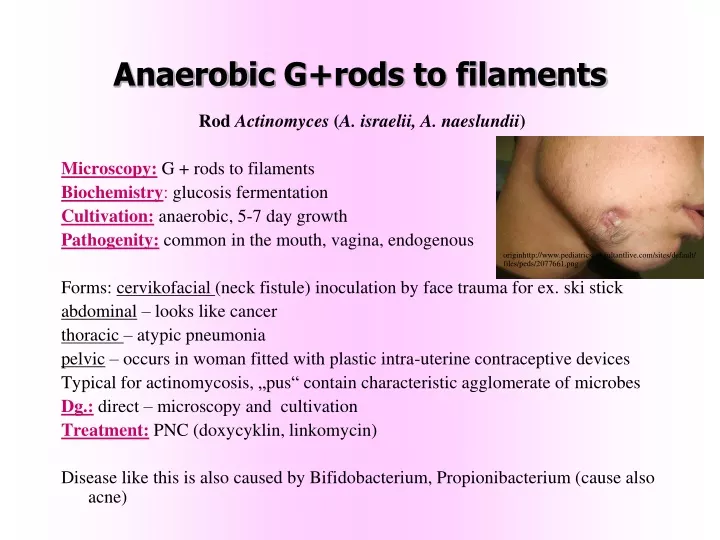 anaerob ic g rods to filaments