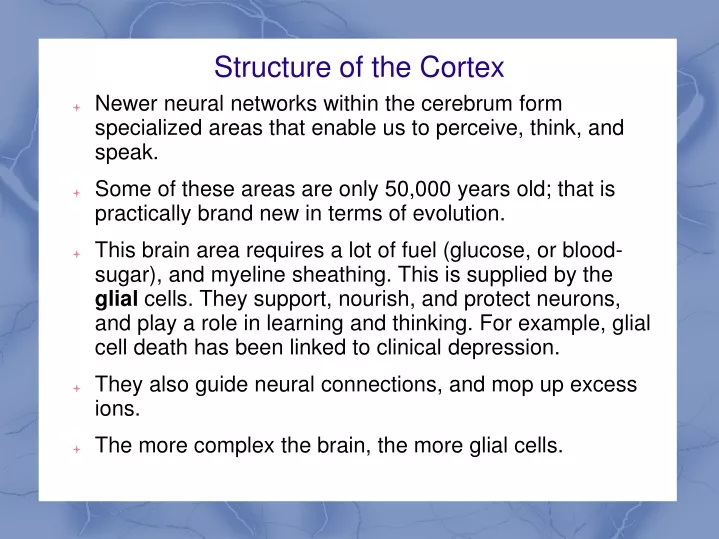 structure of the cortex