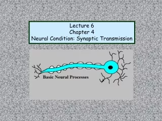 Lecture 6 Chapter 4 Neural Condition: Synaptic Transmission