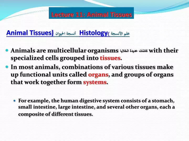 animal tissues histology