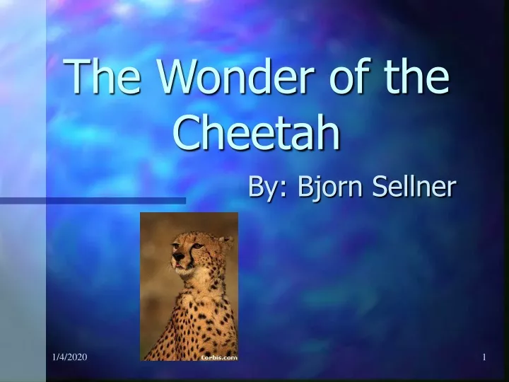 the wonder of the cheetah