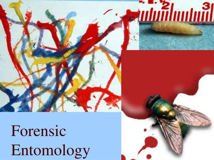 forensic entomology