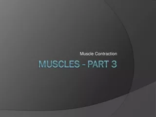 Muscles - part 3