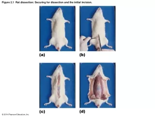 Figure 2.1   Rat dissection: Securing for dissection and the initial incision.