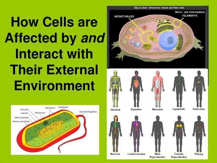 how cells are affected by and interact with their external environment
