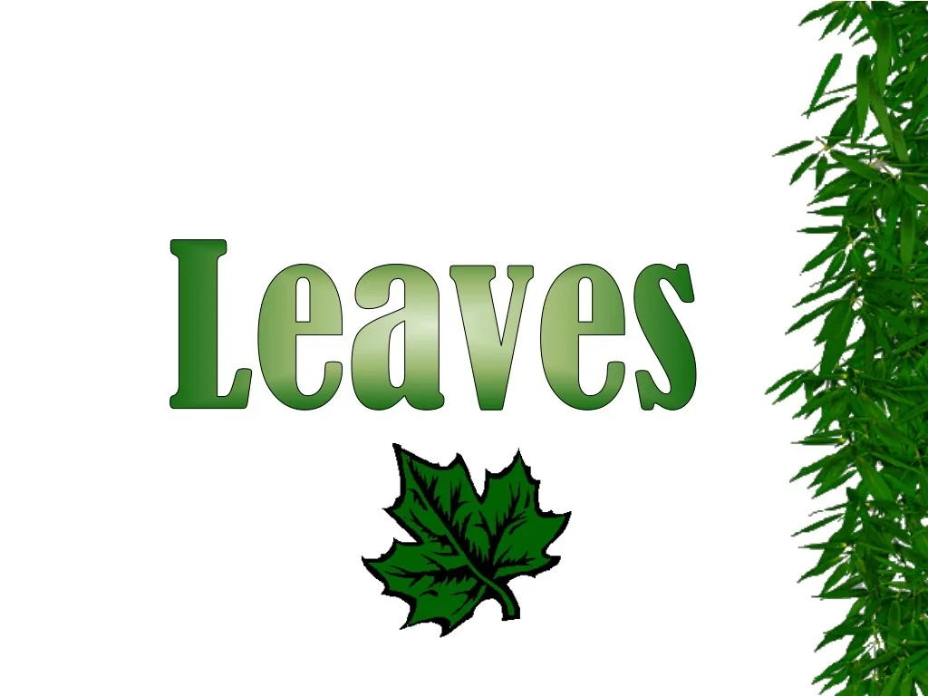 PPT - Leaves PowerPoint Presentation, free download - ID:9492559