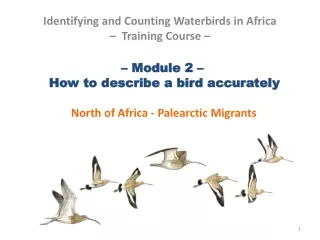 – Module 2 –   How to describe a bird accurately   North of Africa - Palearctic Migrants