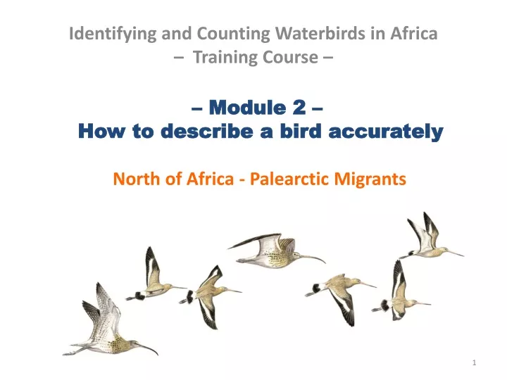 module 2 how to describe a bird accurately north of africa palearctic migrants