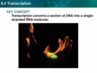 KEY CONCEPT  Transcription converts a section of DNA into a single-stranded RNA molecule.