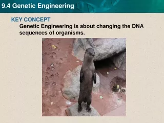 KEY CONCEPT  Genetic Engineering is about changing the  DNA sequences of organisms.