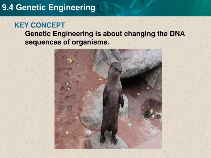 key concept genetic engineering is about changing