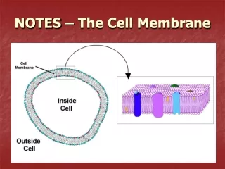 NOTES – The Cell Membrane