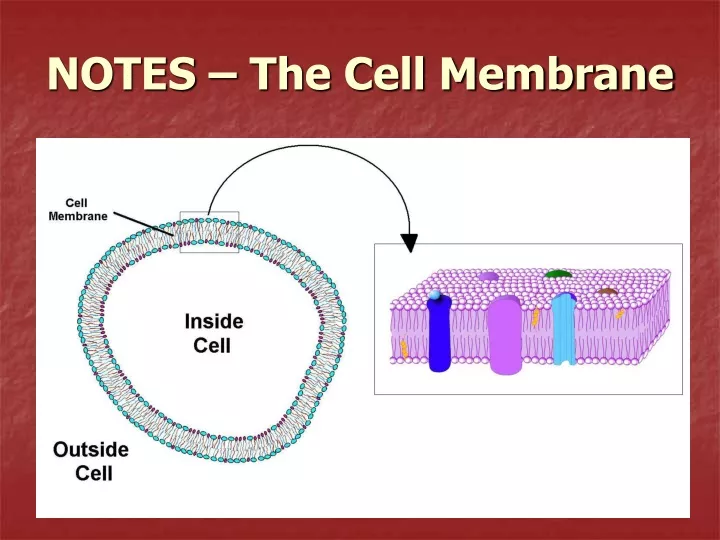notes the cell membrane