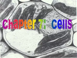 Chapter 7:  Cells