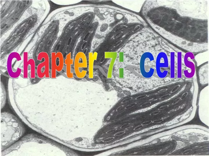 chapter 7 cells