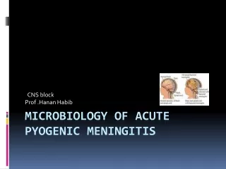 Microbiology of Acute  Pyogenic  Meningitis