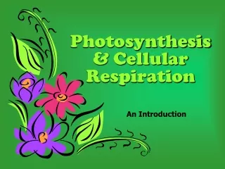 Photosynthesis &amp; Cellular Respiration An Introduction