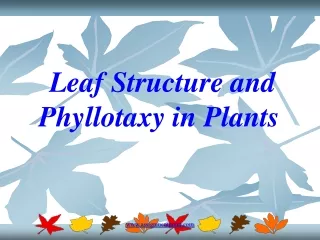 Leaf Structure and  Phyllotaxy  in Plants .