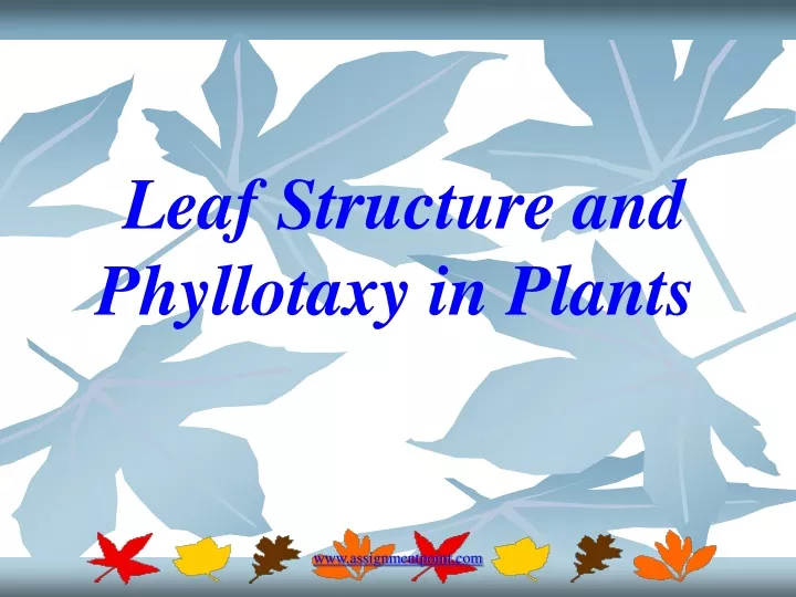leaf structure and phyllotaxy in plants