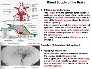 Blood Supply of the Brain 1-  Internal carotid arteries