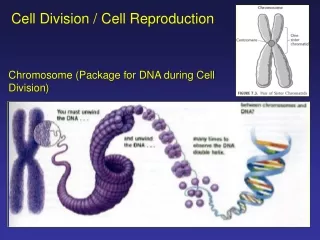 Cell Division / Cell Reproduction