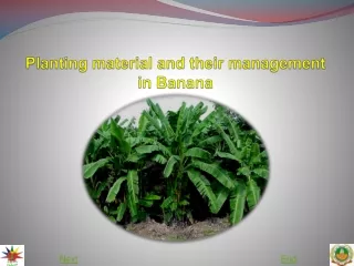 Planting material and their management in Banana